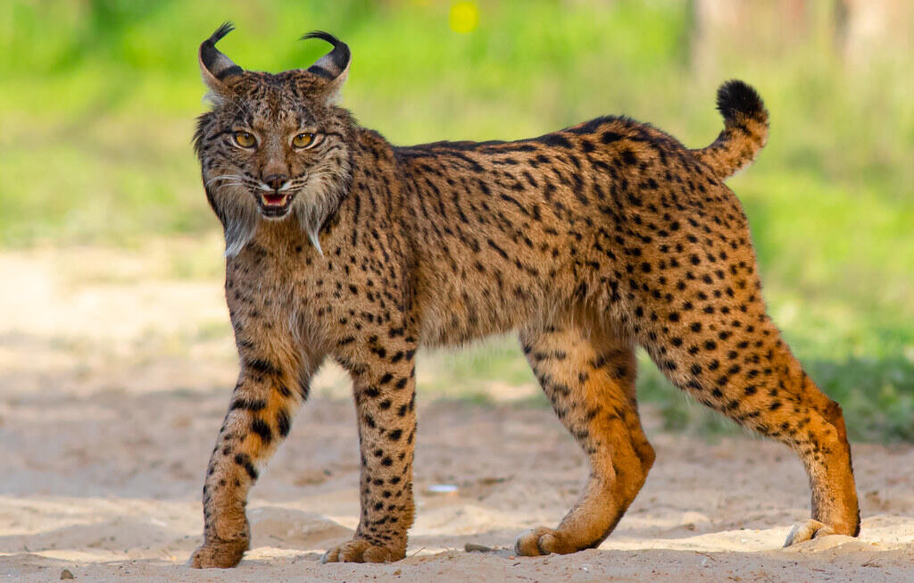 A reference for my fursona